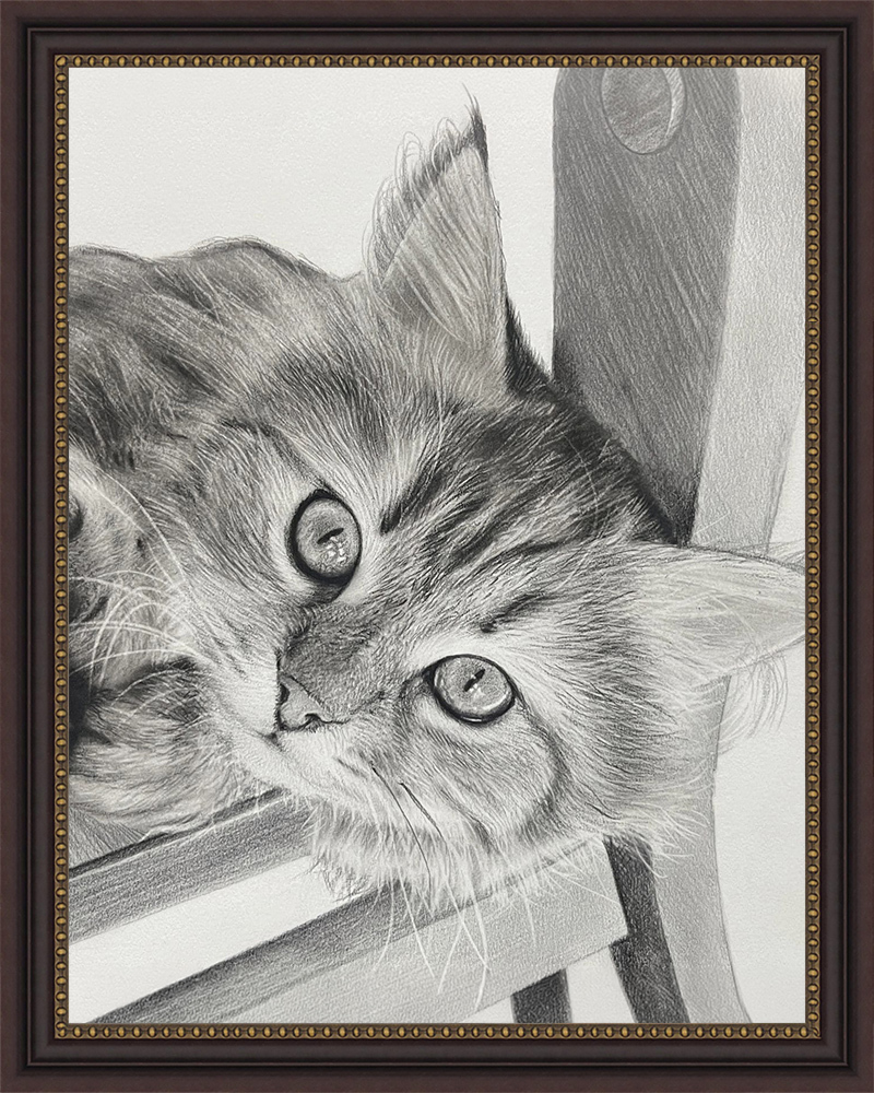 Pencil sketch of a long-haired cat looking at camera